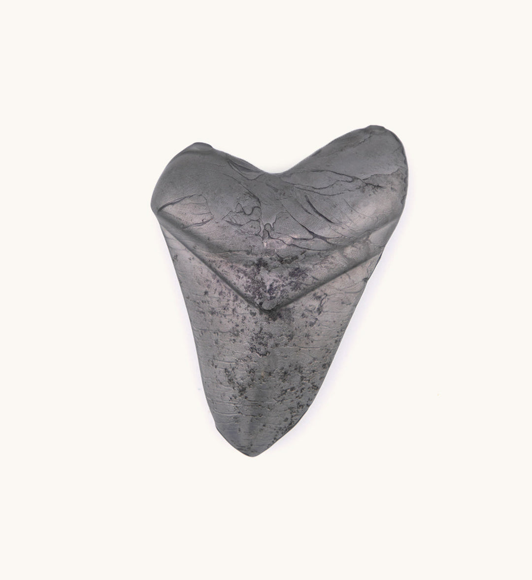 2lb Shark Tooth - Irredescent Clearcoat